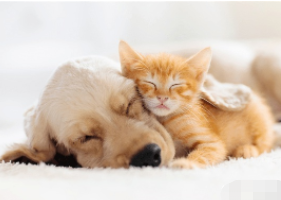 拉美宠物电商平台Laika在B轮融资融资4800万美元！